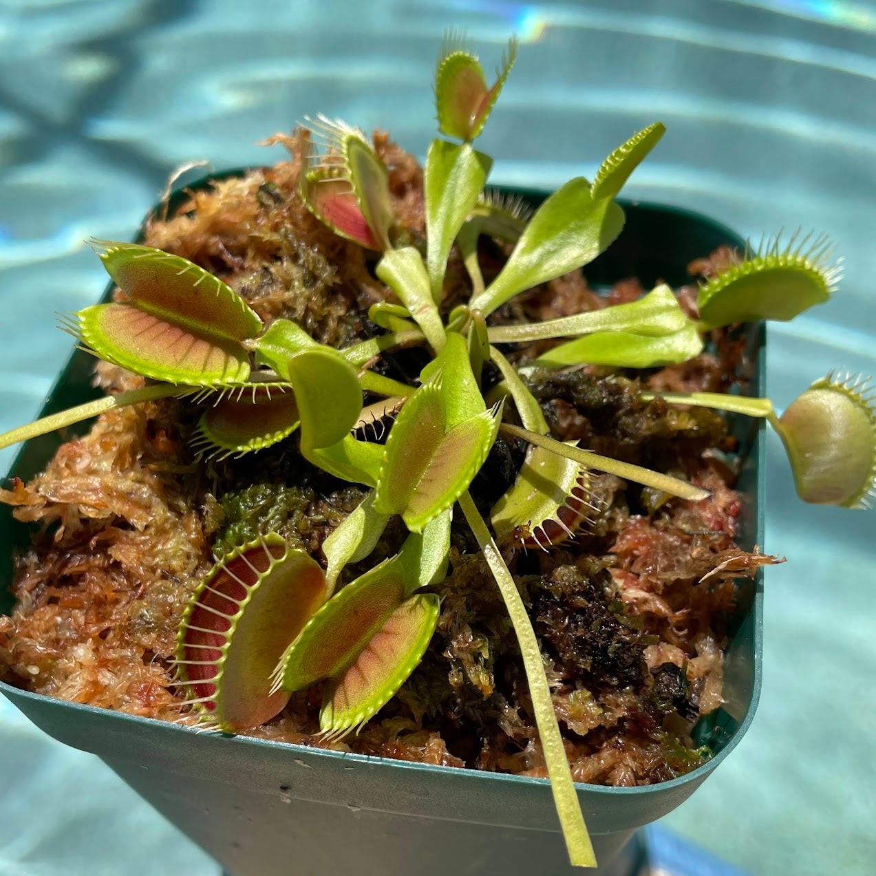 Venus Flytrap (Dionaea Muscipula) Typical in a 3.5" pot