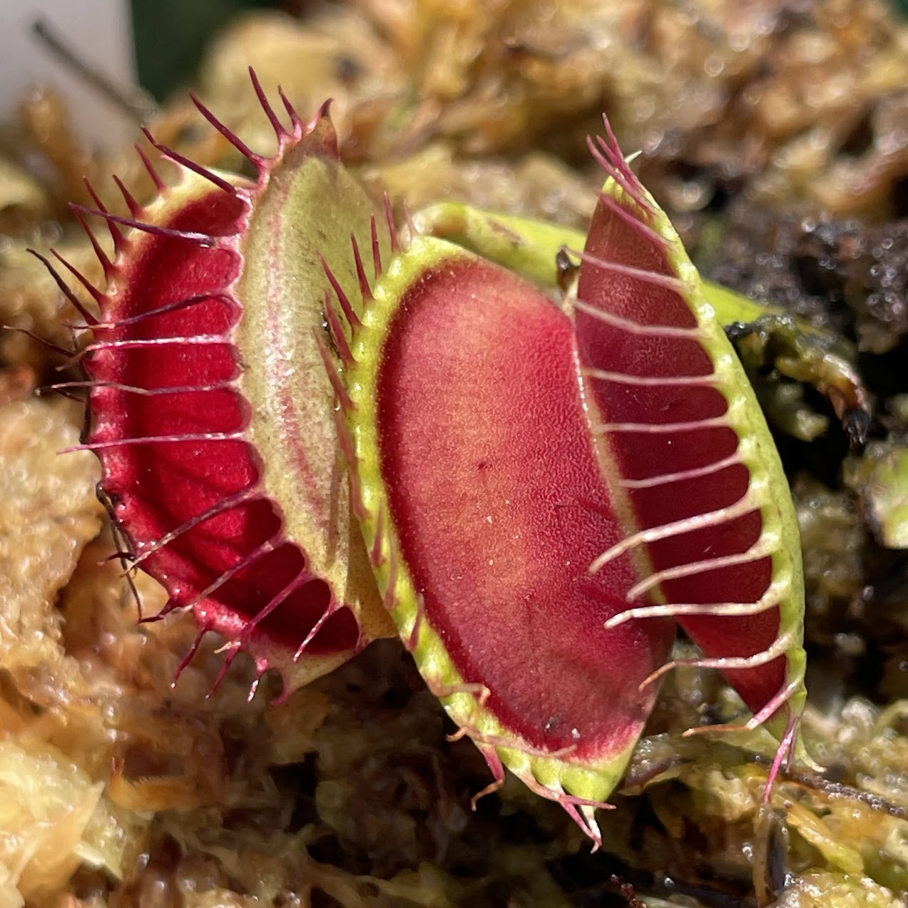 Venus Flytrap (Dionaea Muscipula) Typical in a 3.5" pot