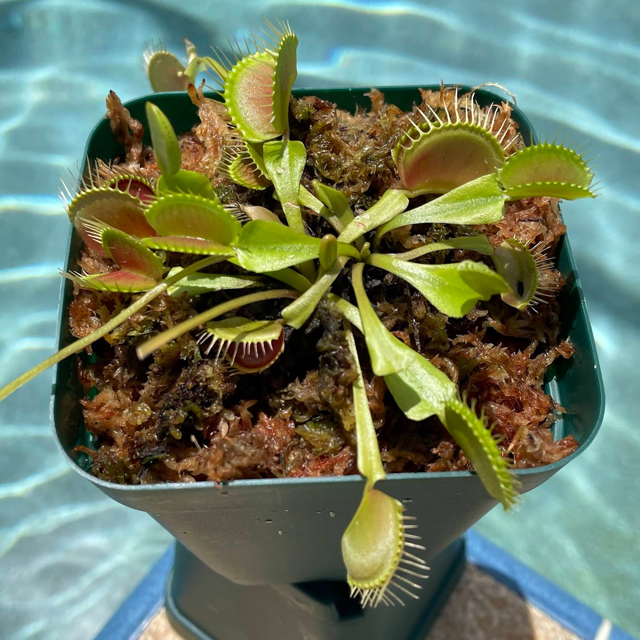 Venus Flytrap (Dionaea Muscipula) Typical in a 3.5" pot